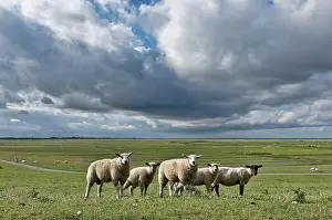 Pasture Prints: Sheep grazing near the Schleswig-Holstein Wadden Sea National Park