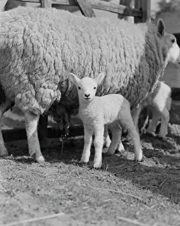 Softness Prints: Sheep with lambs