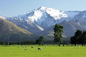 Crops Prints: Sheep and Mt. Hutt, near Methven, Canterbury, South Island, New Zealand