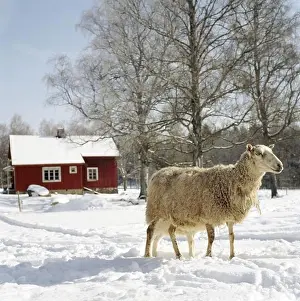 Red Colour Prints: Sheep in the snow, Sweden