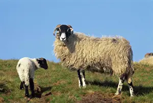 Horned Prints: Sheep standing with a lamb in a field