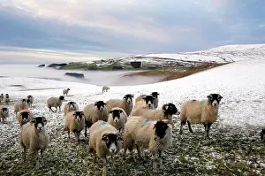 Animal Prints: Sheep waiting to be fed in winter