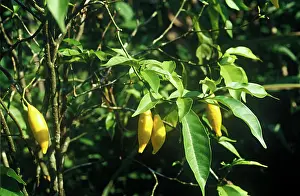 Morphology Botany Prints: Sheets and fruits of Iboga Gabon