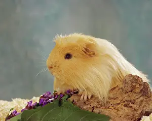 Guinea Prints: Sheltie guinea pig