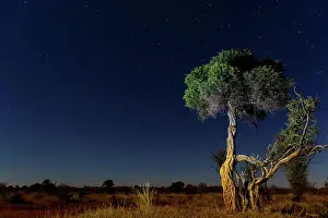 Peaceful Scene Prints: Shepherd's tree, Witgat, Mohlªpi