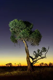 Twylight Prints: Shepherd's tree, Witgat, Mohlôpi