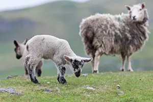 Polar Prints: Shetland Sheep, a traditional, hardy breed of the Northern Isles in Scotland