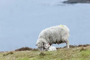 Polar Prints: Shetland Sheep, a traditional, hardy breed of the Northern Isles in Scotland