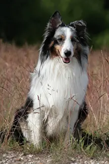 Niedlich Prints: Shetland Sheepdog Portrait eines Shetland Sheepdogs Sheltie