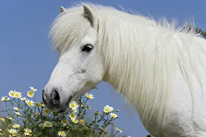 Warm Blooded Prints: Shetlandpony - portrait