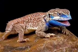 East Africa Prints: The Shield-tailed agama (Xenagama taylori) is endemic to the Horn of Africa