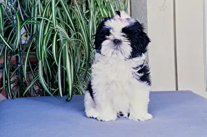 Canine Prints: Shih Tzu on a blue cushion