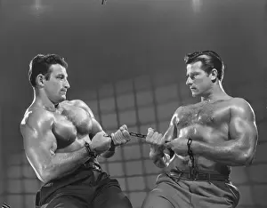 Bodybuilder Prints: Shirtless Muscular Bodybuilders Chain Wrestle c.1950
