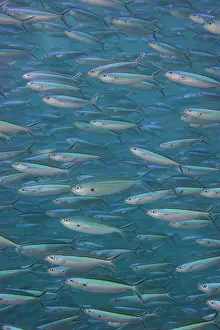 Indian Ocean Prints: A shoal of Blue dash Fusilier, Pterocaesio tile, South Ari Atoll, Maldives, Indian Ocean