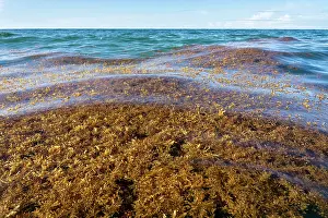 Good Weather Prints: Shoal of Sargassum drifting off Manzanillo Beach, Costa Rica