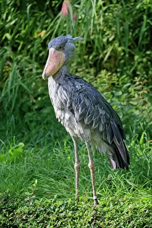 Ornithology Prints: Shoebill, (Balaeniceps rex), adult searching for food, captive, Africa