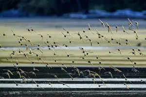 San D Prints: Shore birds along Pacific Rim National Park, Canada