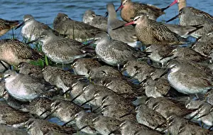 Herd Prints: Shorebirds, Dowitchers (Limnodromus)
