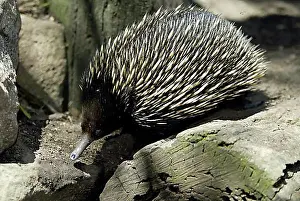 Worlds Prints: Short-beaked Echidna (Tachyglossus aculeatus), adult walking, Australia, Oceania