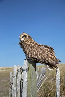 Wood Material Prints: Short-eared owl (Asio flammeus) captive