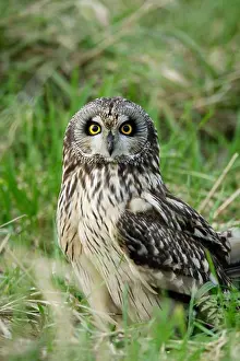 Birds Of Prey Prints: short-eared owl asio flammeus near welney wwt, cambs. uk