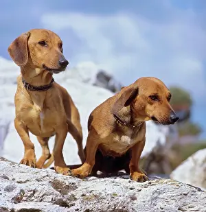 Short Prints: two Short-haired dachshund dogs