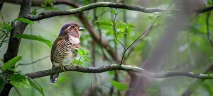 Superstock Prints: Short-legged Ground Roller (Brachypteracias leptosomus) perched in rain forest understorey