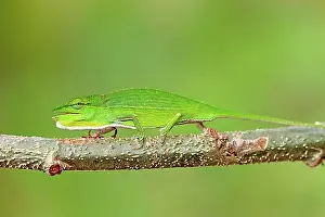 Worlds Prints: Short-nosed Chameleon (Calumma gastrotaenia)