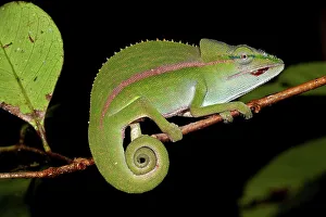 Lizard Prints: Short-Nosed chameleon (Calumma gastrotaenia) in montane rainforest understory