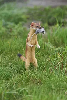 Prey Prints: short-tailed weasel, mustela erminea, with mouse in it's mouth