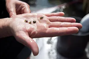 Flesh Prints: detail shot of baby clams on palm of hand