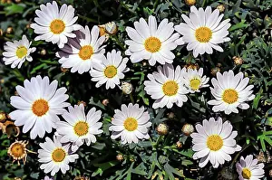 Compositae Prints: Shrub marguerites (Argyranthemum frutescens) (Syn)
