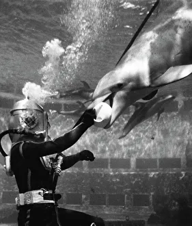 Scuba Prints: Third of Eight -- Nothing shy about this fun-loving porpoise as he takes the ball from diver Jake Jacobs