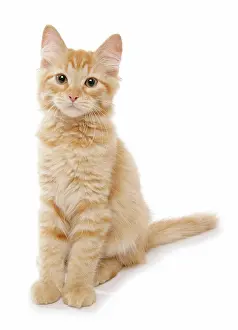 Kittens Prints: Siberian cat - kitten sitting - cut out