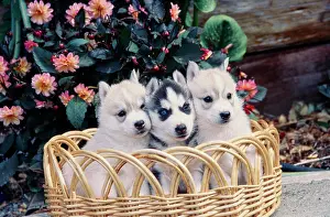 Pedigree Dogs Prints: Siberian husky puppies in a wicker basket