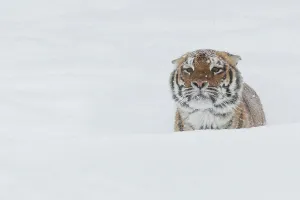 Siberian Tiger, Amur Tiger, Panthera tigris altaica