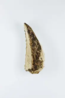 Provided Prints: Sickle Insert ca. 1186-1070 B.C