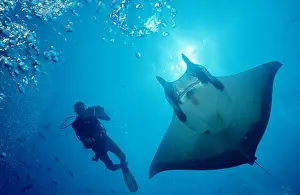 Beam Prints: Sicklefin devilray and Scuba Diver Mobula tarapacana