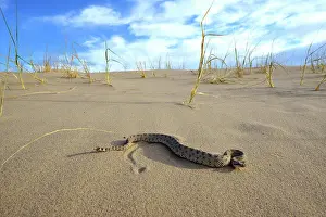 Lonely Prints: Sidewinder Horned rattle snake on sand - Mojave California