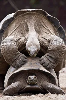 Ecuador Prints: Sierra Negra Giant tortoises mating IsabellaGalapagos
