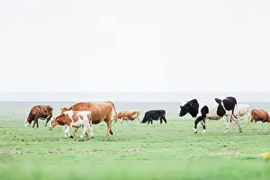 Sights of Iceland Roadtrip. : Cows