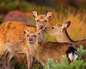 Autumnal Prints: Sika deer, sika deers (Cervus nippon)