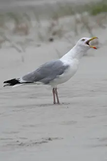 Silbermöwe common European gull Copyright: xZoonar.com/HendrikxFuchsx 2784308