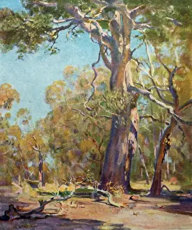 September Prints: Silent Noon. Oil painting by Sir Arthur Streeton
