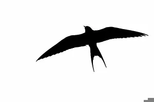 Studio Shots Prints: Silhouette of Arctic tern (Sterna paradisaea) in flight outlined against white background to show wings