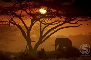 Elephant Prints: Silhouette of an Elephant, Amboseli National Park, Kenya