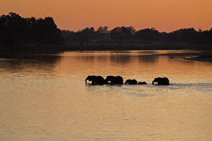 Public Land Prints: Silhouette of elephants (Loxodonta) crossing the river in the morning light