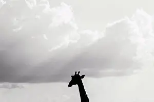 Animal Prints: Silhouette of a Giraffe's head against the sky, Namibia, Africa