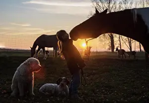 Curiosity Prints: Silhouette girl and horse kissing on farm at sunset