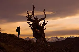 Fresh Air Prints: A silhouette of a hiker standing by a Bristlecone Pine tree at sunset near Bishop in California